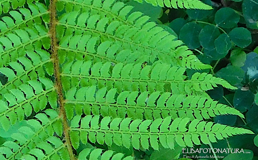 Felce: Dryopteris sp da determinare